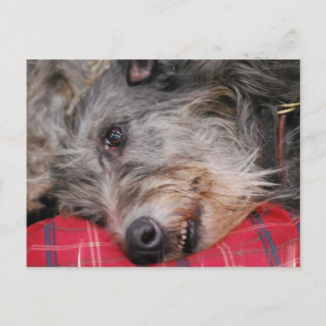 Scottish Deerhound Postcard Vykort (Framsida)