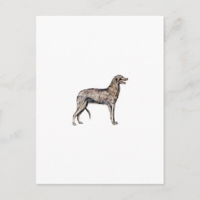 Scottish Deerhound Vykort (Framsida)