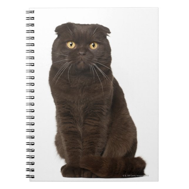 Scottish Fold (18 månader gammal) sitta Anteckningsbok Med Spiral (Framsidan)