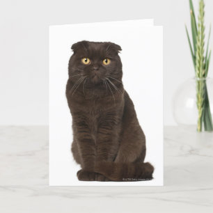 Scottish Fold (18 månader gammal) sitta Kort