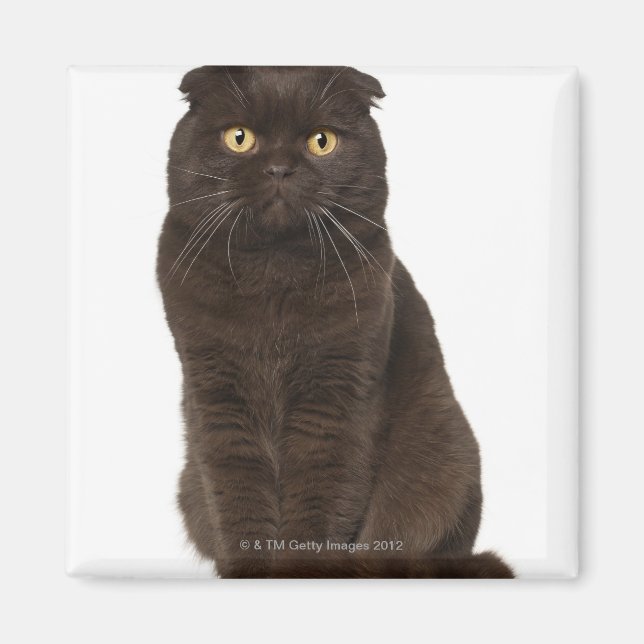 Scottish Fold (18 månader gammal) sitta Magnet (Framsidan)