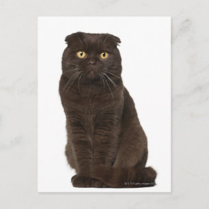 Scottish Fold (18 månader gammal) sitta Vykort