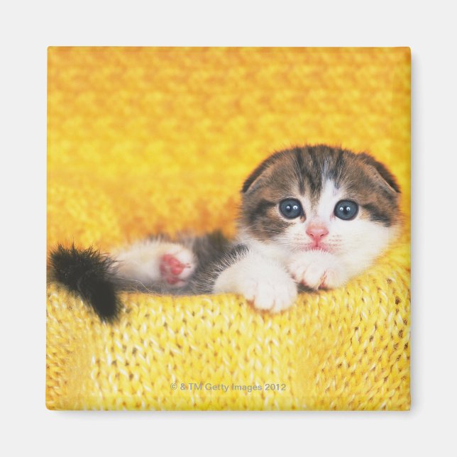 Scottish Fold; är en kattras med en naturlig Magnet (Framsidan)