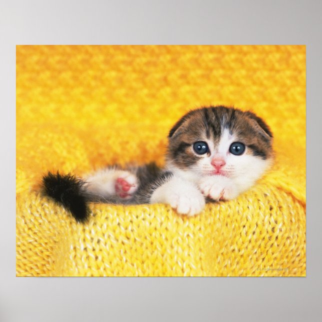 Scottish Fold; är en kattras med en naturlig Poster (Framsidan)