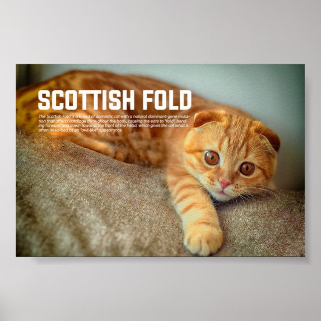 Scottish Fold Cat Breed Poster (Framsidan)
