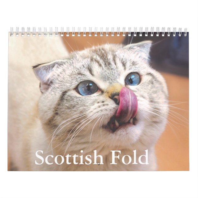 Scottish Fold Cat Calendar Kalender (Omslag)