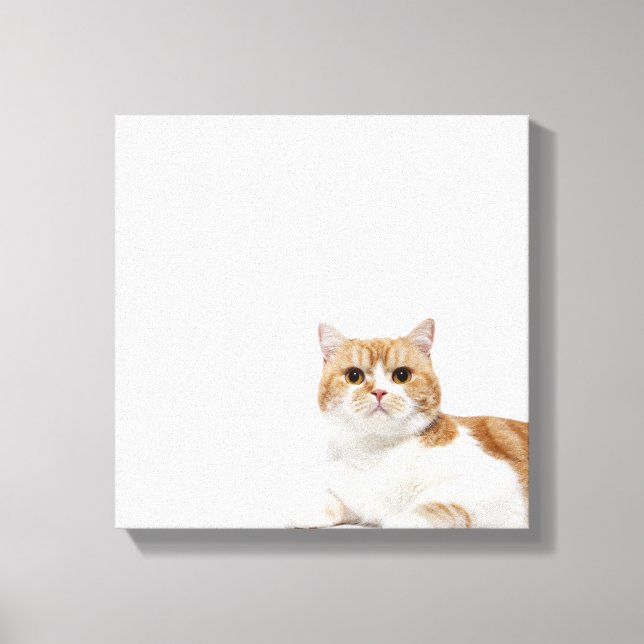 Scottish Fold Cat Canvastryck (Framsida)
