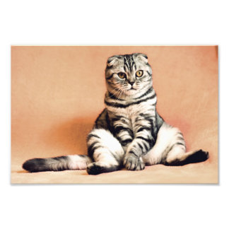 Scottish Fold Cat Fototryck