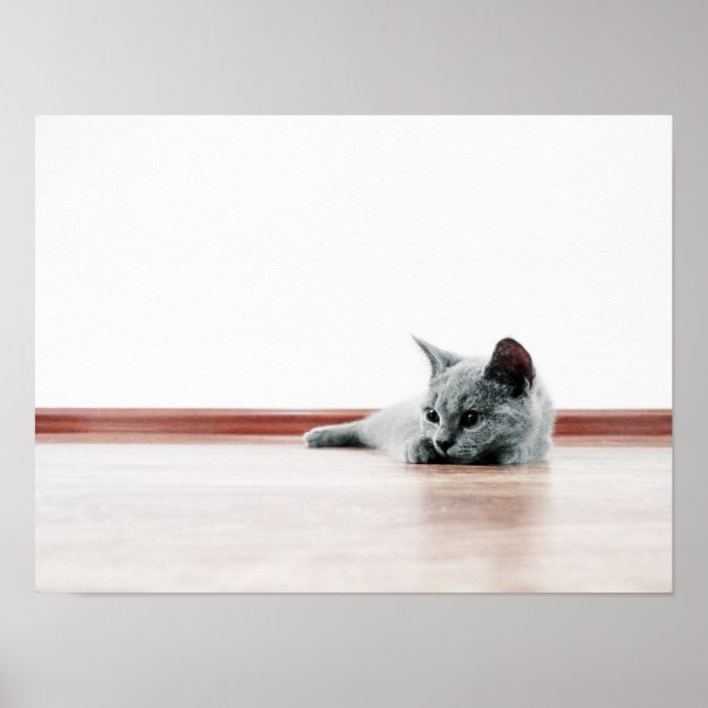 Scottish Fold Cat Kitten Toppen Cute Poster (Framsidan)
