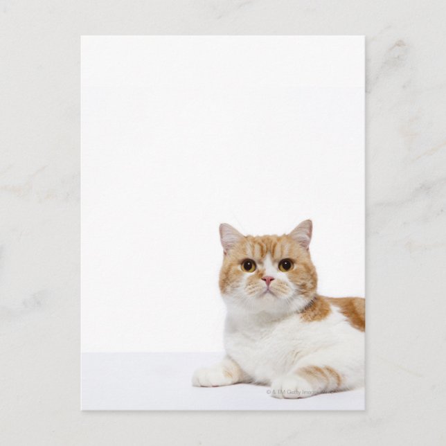 Scottish Fold Cat Vykort (Framsida)