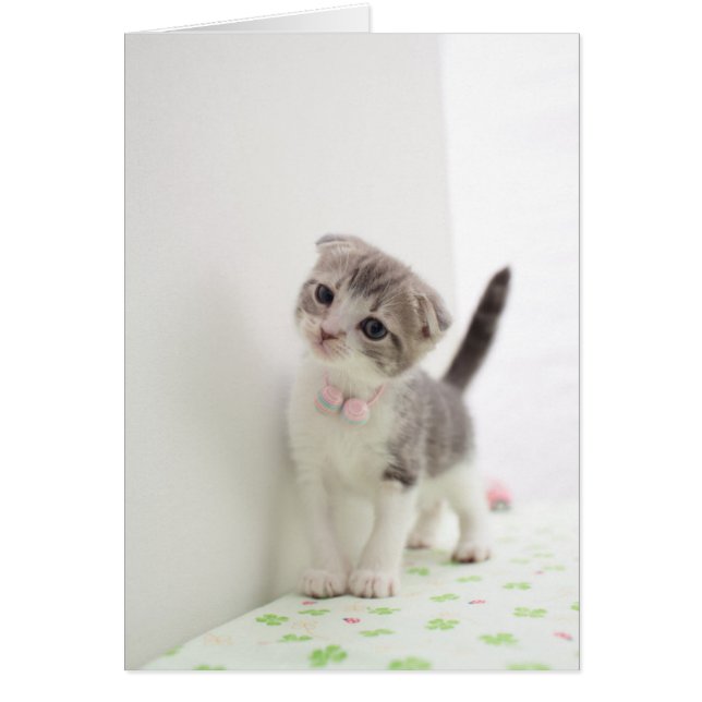Scottish Fold Kitten Hälsningskort (Framsidan)
