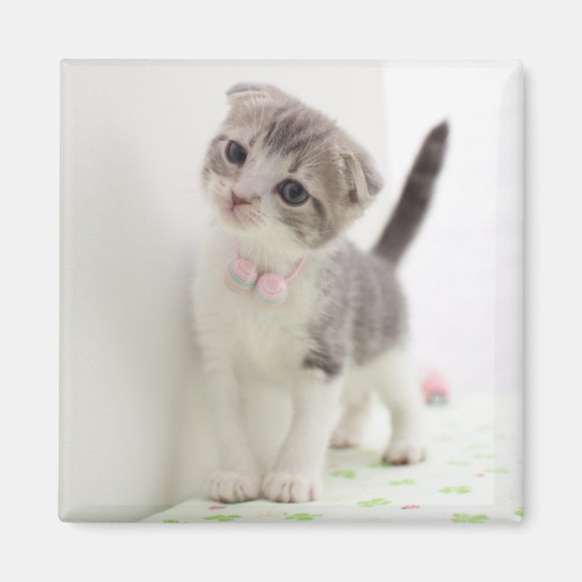 Scottish Fold Kitten Magnet (Framsidan)