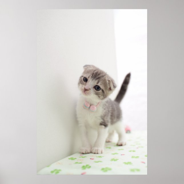 Scottish Fold Kitten Poster (Framsidan)
