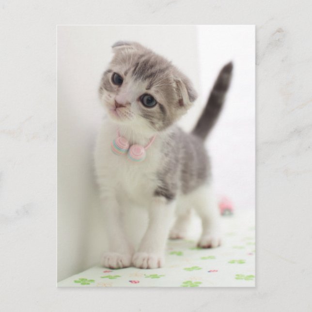 Scottish Fold Kitten Vykort (Framsida)