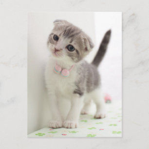 Scottish Fold Kitten Vykort