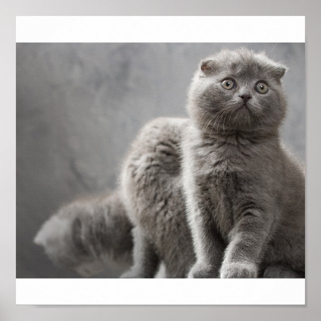 Scottish Fold kittens Poster (Framsidan)