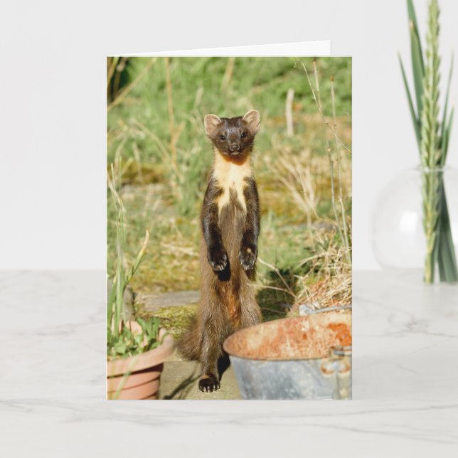 Scottish gräs marten card kort (Framsida)