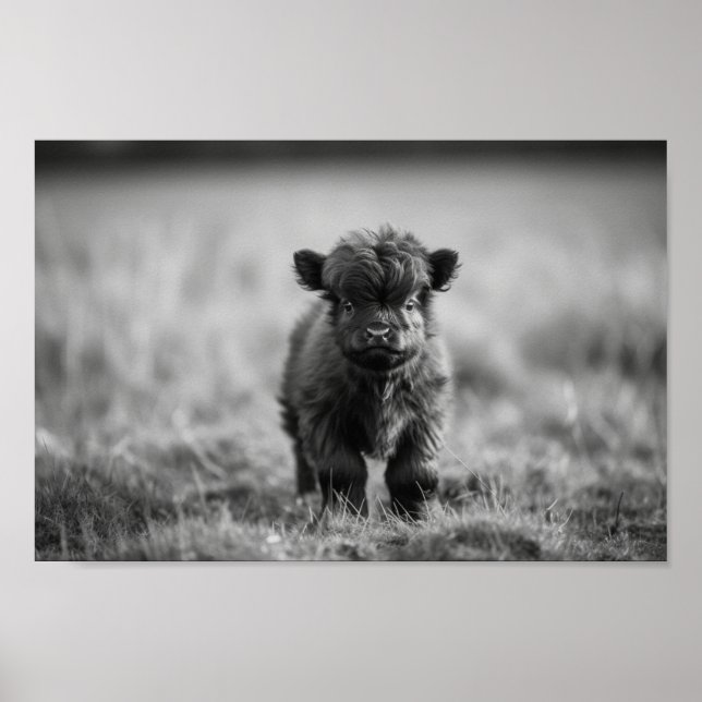 Scottish Highland Calf Baby Cow Poster (Framsidan)