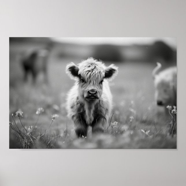Scottish Highland Calf Baby Cow Poster (Framsidan)