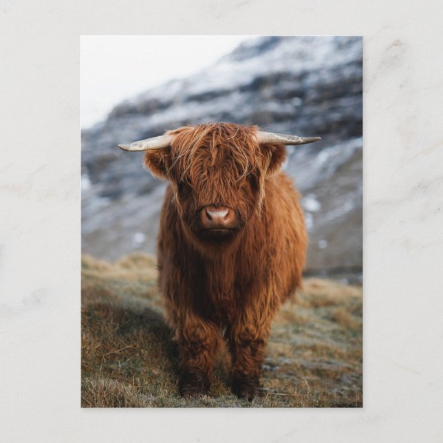 Scottish Highland Calf Photo Postcard Vykort (Framsida)