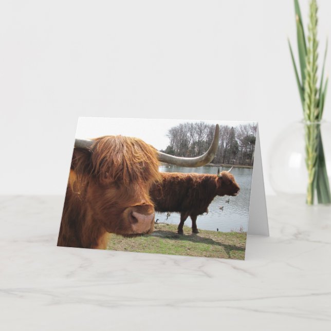 Scottish Highland Cattle ~ card Kort (Framsida)