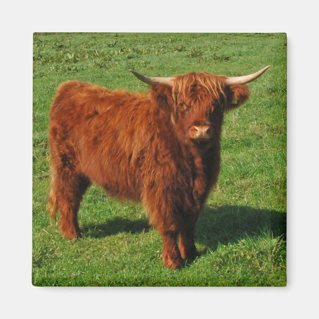 Scottish Highland Cattle Magnet (Framsidan)
