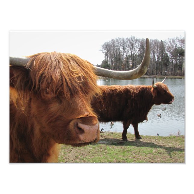 Scottish Highland Cattle ~ Photo Fototryck (Framsidan)