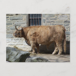 Scottish Highland Cattle Porträtt Vykort
