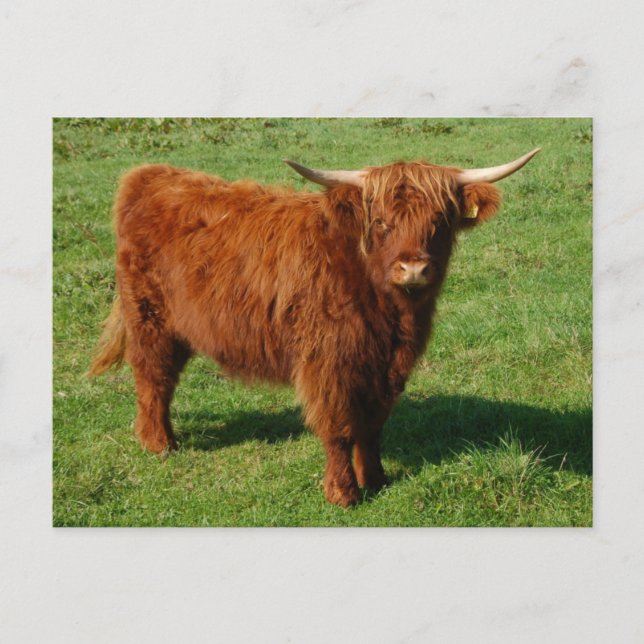 Scottish Highland Cattle Postcard Vykort (Framsida)