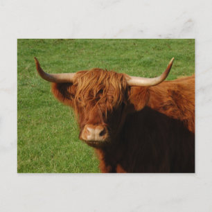 Scottish Highland Cattle Postcard Vykort