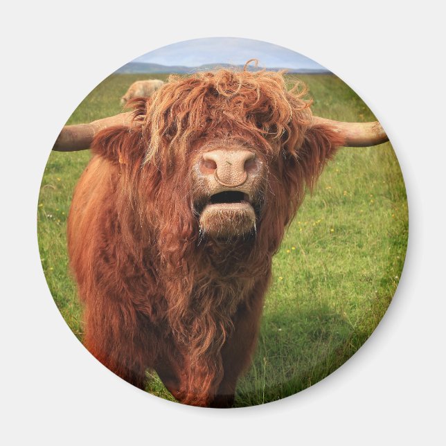 Scottish Highland Cattle - Scotland Magnet (Framsidan)