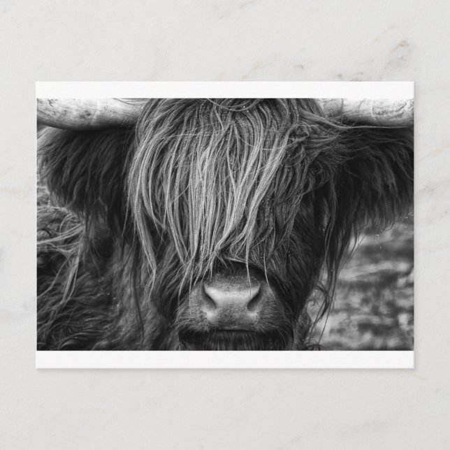 Scottish Highland Cattle - Skottland Vykort (Framsida)