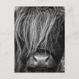 Scottish Highland Cattle - Skottland Vykort