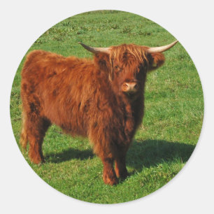 Scottish Highland Cattle Stickers Runt Klistermärke