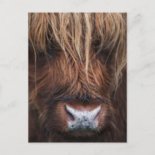 Scottish Highland Cow (Coo) Close Photo Vykort