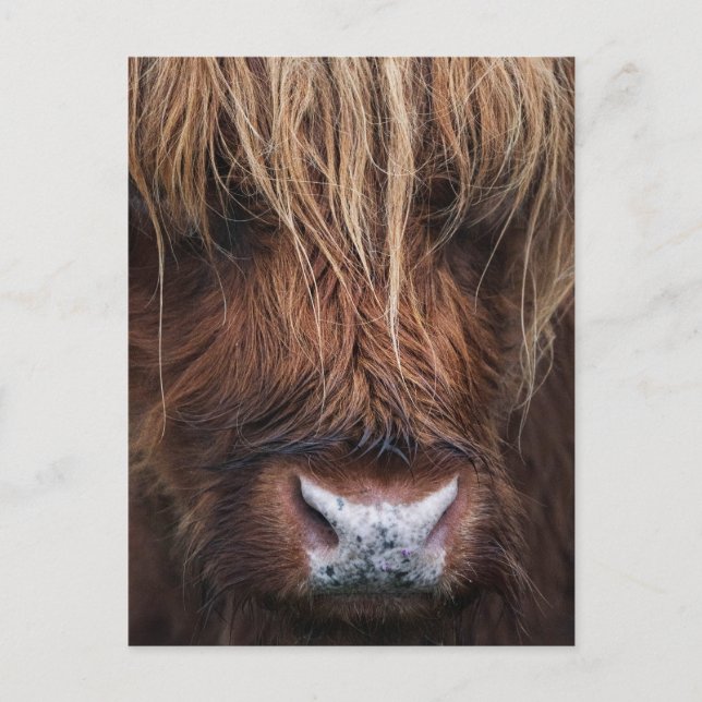 Scottish Highland Cow (Coo) Close Photo Vykort (Framsida)
