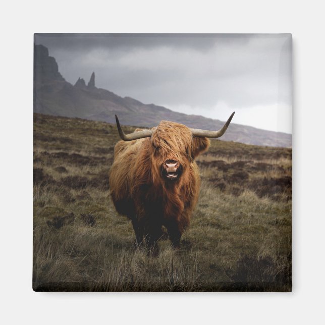 Scottish Highland Cow Fridge Magnet (Framsidan)