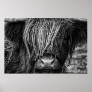 Scottish Highland Cow, Highlander, Highland Cattle Poster