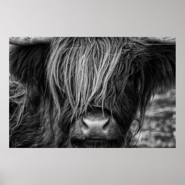 Scottish Highland Cow, Highlander, Highland Cattle Poster (Framsidan)