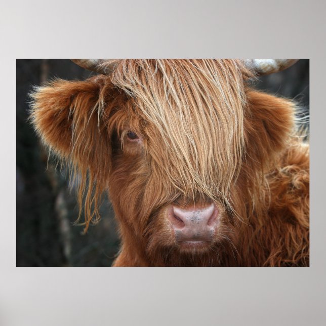 Scottish Highland Cow, Highlander, Skottland Poster (Framsidan)