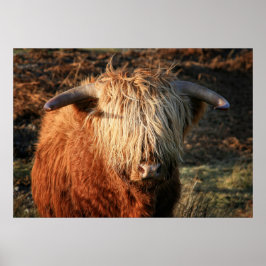 Scottish Highland Cow i Skottland, Highlander Poster
