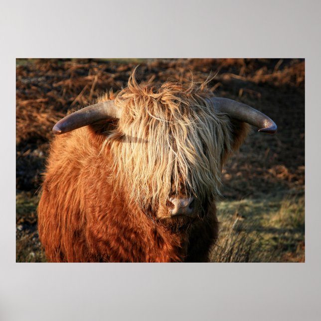 Scottish Highland Cow i Skottland, Highlander Poster (Framsidan)