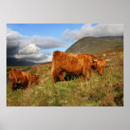 Scottish Highland Cow i Skottland, Highlander Poster