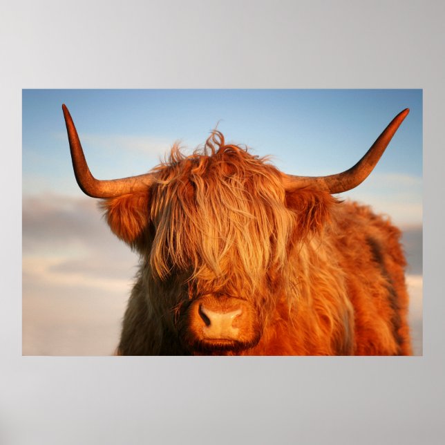 Scottish Highland Cow i Skottland, Highlander Poster (Framsidan)