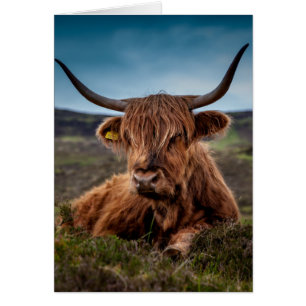 Scottish Highland Cow Longhorn Bull Rancher Hälsningskort