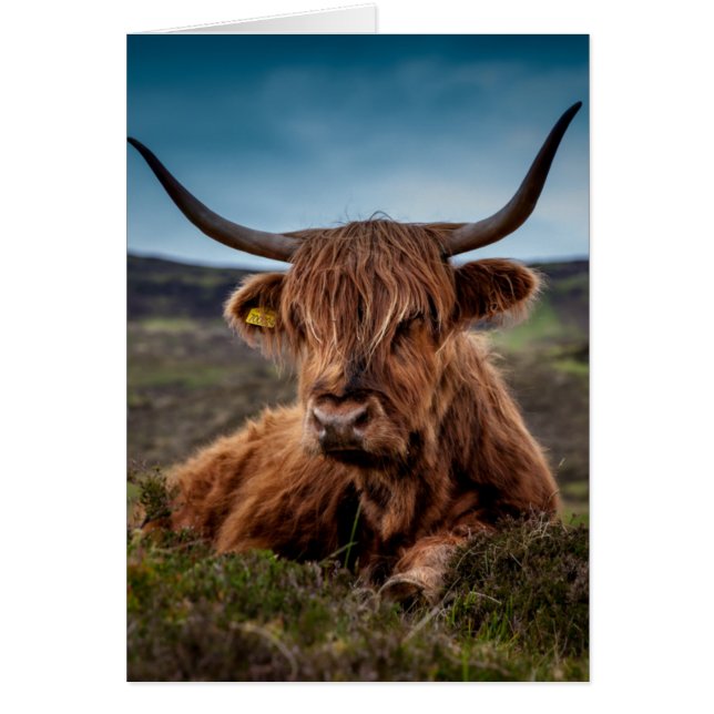 Scottish Highland Cow Longhorn Bull Rancher Hälsningskort (Framsidan)