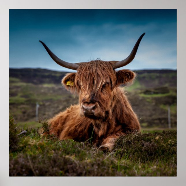 Scottish Highland Cow Longhorn Bull Rancher Poster (Framsidan)
