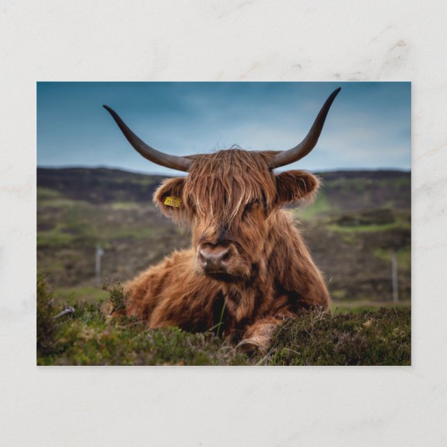 Scottish Highland Cow Longhorn Bull Rancher Vykort (Framsida)
