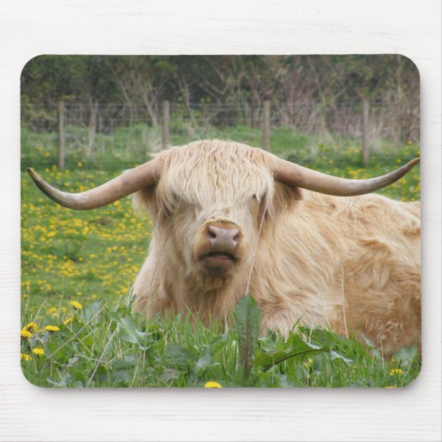 Scottish Highland Cow Musmatta (Framsidan)