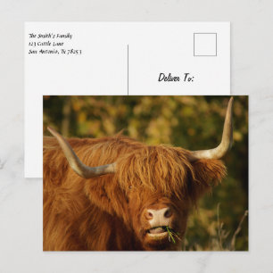 Scottish Highland Cow Postcard Vykort